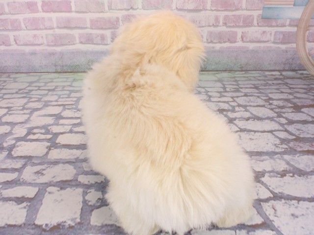 兵庫県のペキニーズ (Coo&RIKU姫路店/2026年1月1日生まれ/男の子/パーティーカラー)の子犬の4枚目の画像