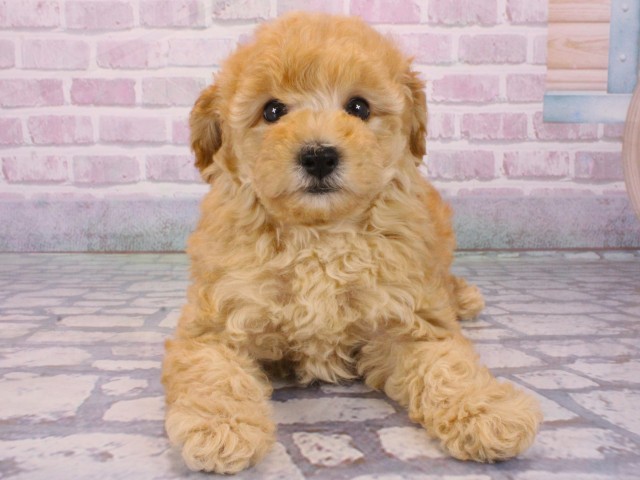 兵庫県のトイプードル(トイ) (Coo&RIKU神戸東灘店/2025年12月31日生まれ/女の子/オレンジフォーン)の子犬の1枚目の画像