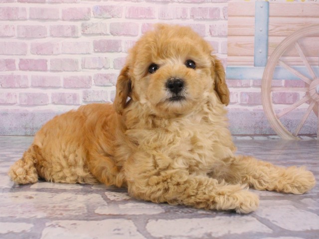 兵庫県のトイプードル(トイ) (Coo&RIKU神戸東灘店/2025年12月31日生まれ/女の子/オレンジフォーン)の子犬の2枚目の画像