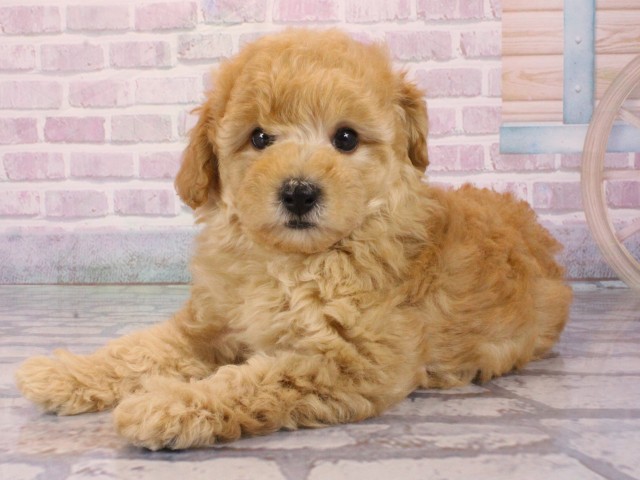 兵庫県のトイプードル(トイ) (Coo&RIKU神戸東灘店/2025年12月31日生まれ/女の子/オレンジフォーン)の子犬の3枚目の画像