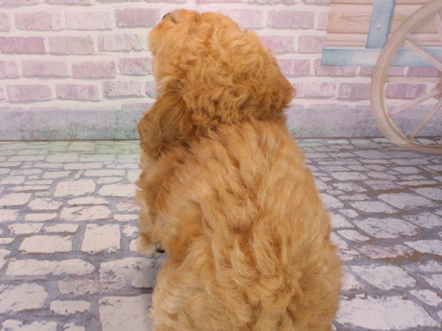 兵庫県のトイプードル(トイ) (Coo&RIKU神戸東灘店/2025年12月31日生まれ/女の子/オレンジフォーン)の子犬の4枚目の画像