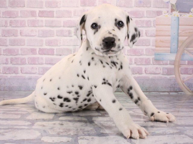 兵庫県のダルメシアン (Coo&RIKU神戸垂水店/2026年1月1日生まれ/男の子/ホワイトブラック)の子犬の2枚目の画像
