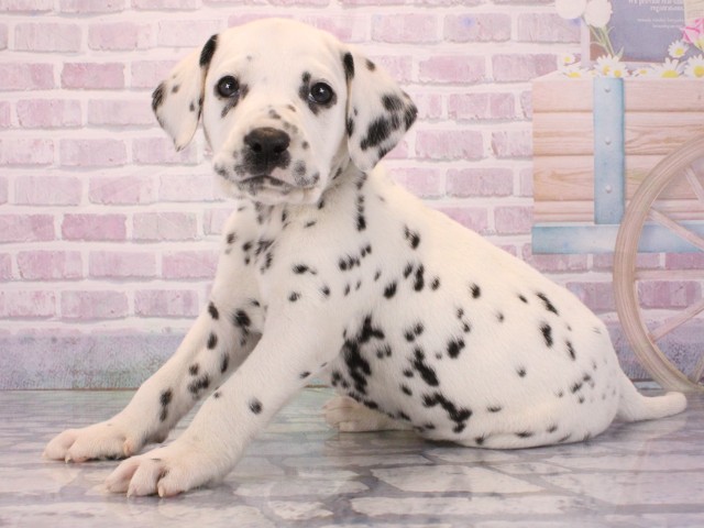 兵庫県のダルメシアン (Coo&RIKU神戸垂水店/2026年1月1日生まれ/男の子/ホワイトブラック)の子犬の3枚目の画像