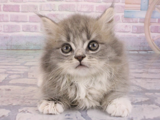 大阪府のマンチカン (Coo&RIKU心斎橋店/2026年1月1日生まれ/男の子/ブルータビーホワイト)の子猫の1枚目の画像