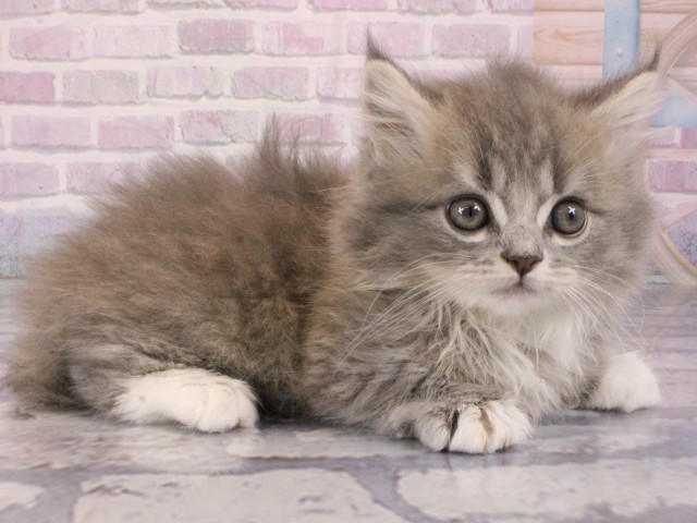 大阪府のマンチカン (Coo&RIKU心斎橋店/2026年1月1日生まれ/男の子/ブルータビーホワイト)の子猫の2枚目の画像