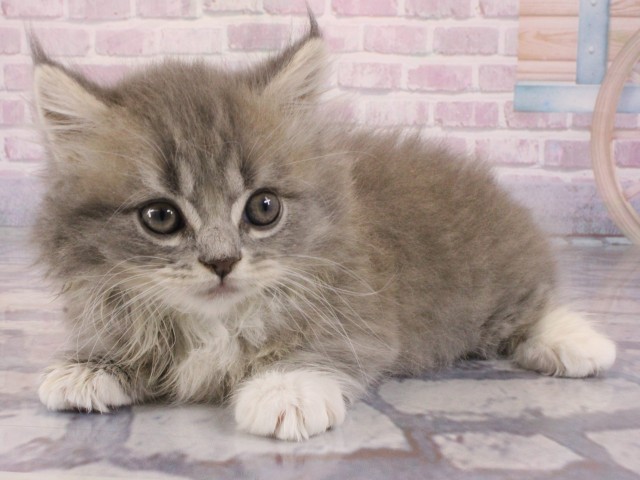 大阪府のマンチカン (Coo&RIKU心斎橋店/2026年1月1日生まれ/男の子/ブルータビーホワイト)の子猫の3枚目の画像