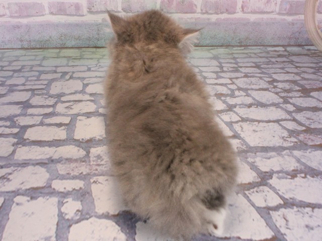 大阪府のマンチカン (Coo&RIKU心斎橋店/2026年1月1日生まれ/男の子/ブルータビーホワイト)の子猫の4枚目の画像