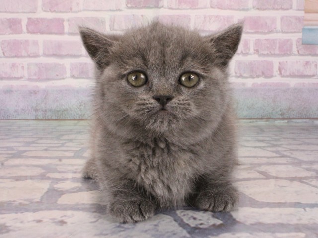 兵庫県のミヌエット (Coo&RIKU神戸東灘店/2025年12月23日生まれ/女の子/ブルークリーム)の子猫の1枚目の画像