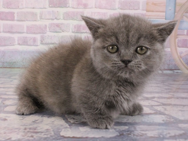 兵庫県のミヌエット (Coo&RIKU神戸東灘店/2025年12月23日生まれ/女の子/ブルークリーム)の子猫の2枚目の画像