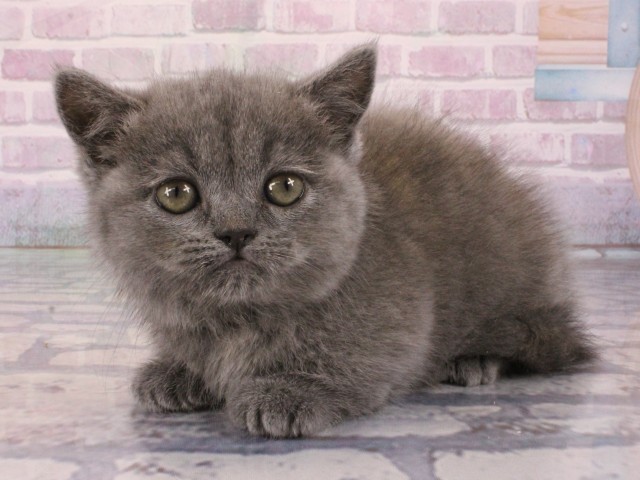 兵庫県のミヌエット (Coo&RIKU神戸東灘店/2025年12月23日生まれ/女の子/ブルークリーム)の子猫の3枚目の画像