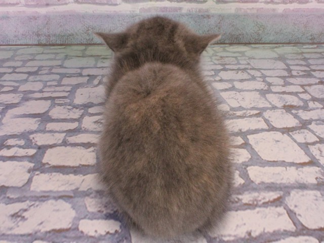 兵庫県のミヌエット (Coo&RIKU神戸東灘店/2025年12月23日生まれ/女の子/ブルークリーム)の子猫の4枚目の画像