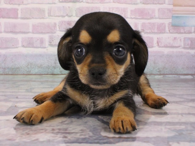 大阪府のチワックス(チワワ×ダックス) (Coo&RIKU和泉店/2026年1月1日生まれ/女の子/ブラックタン)の子犬の1枚目の画像