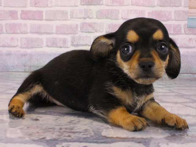 大阪府のチワックス(チワワ×ダックス) (Coo&RIKU和泉店/2026年1月1日生まれ/女の子/ブラックタン)の子犬の2枚目の画像