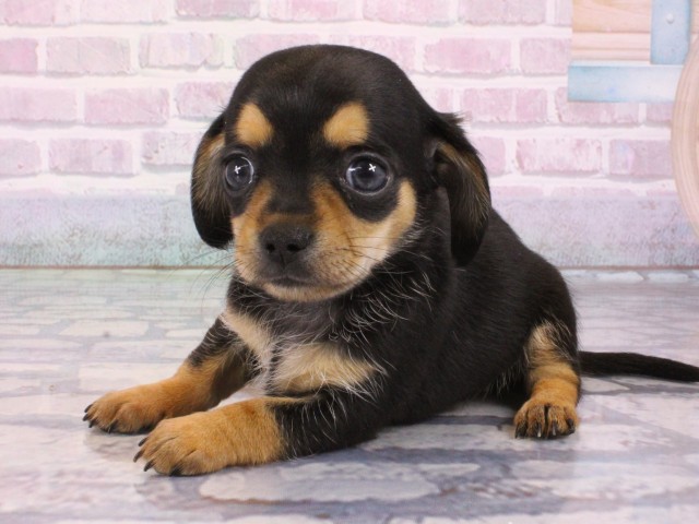 大阪府のチワックス(チワワ×ダックス) (Coo&RIKU和泉店/2026年1月1日生まれ/女の子/ブラックタン)の子犬の3枚目の画像