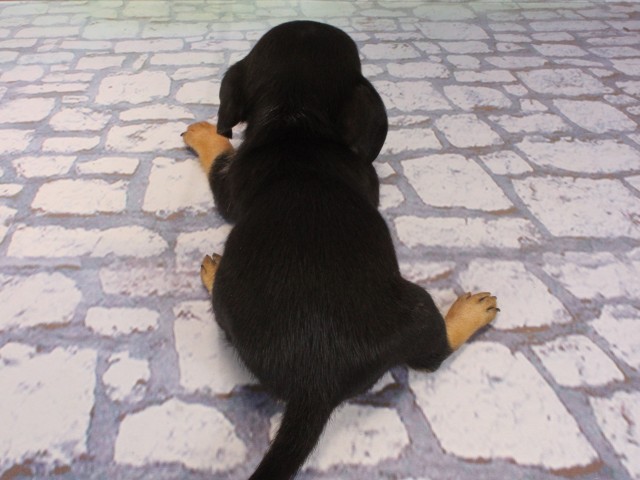 大阪府のチワックス(チワワ×ダックス) (Coo&RIKU和泉店/2026年1月1日生まれ/女の子/ブラックタン)の子犬の4枚目の画像