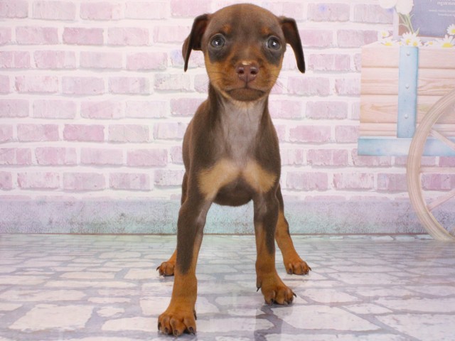 大阪府のミニチュアピンシャー (Coo&RIKU城東古市店/2025年12月31日生まれ/男の子/チョコレートタン)の子犬の1枚目の画像