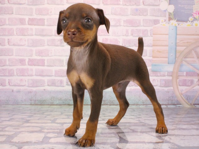 大阪府のミニチュアピンシャー (Coo&RIKU城東古市店/2025年12月31日生まれ/男の子/チョコレートタン)の子犬の3枚目の画像