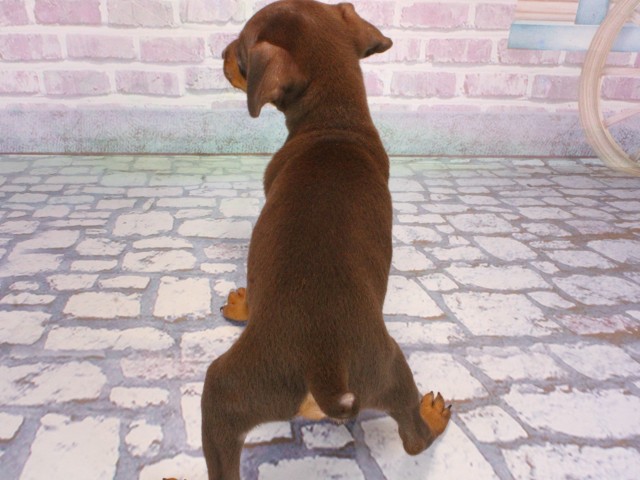 大阪府のミニチュアピンシャー (Coo&RIKU城東古市店/2025年12月31日生まれ/男の子/チョコレートタン)の子犬の4枚目の画像