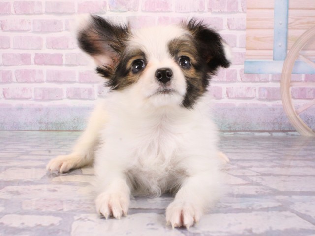 大阪府のパピヨン (Coo&RIKU城東古市店/2026年1月1日生まれ/男の子/ホワイトブラウン)の子犬の1枚目の画像