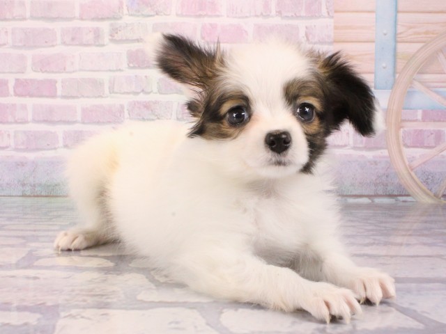 大阪府のパピヨン (Coo&RIKU城東古市店/2026年1月1日生まれ/男の子/ホワイトブラウン)の子犬の2枚目の画像