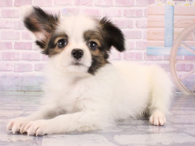 大阪府のパピヨン (Coo&RIKU城東古市店/2026年1月1日生まれ/男の子/ホワイトブラウン)の子犬の3枚目の画像