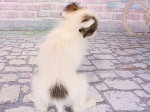 大阪府のパピヨン (Coo&RIKU城東古市店/2026年1月1日生まれ/男の子/ホワイトブラウン)の子犬の4枚目の画像