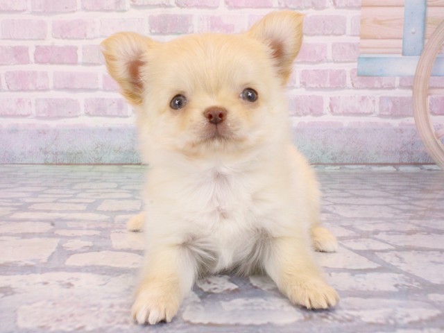 大阪府のチワワ(ロング) (Coo&RIKU城東古市店/2025年12月30日生まれ/女の子/クリーム)の子犬の1枚目の画像