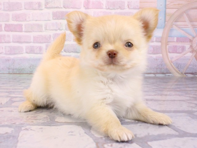 大阪府のチワワ(ロング) (Coo&RIKU城東古市店/2025年12月30日生まれ/女の子/クリーム)の子犬の2枚目の画像