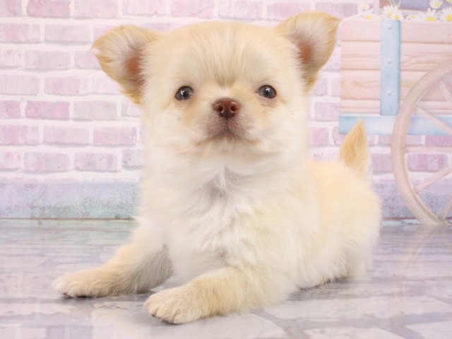 大阪府のチワワ(ロング) (Coo&RIKU城東古市店/2025年12月30日生まれ/女の子/クリーム)の子犬の3枚目の画像