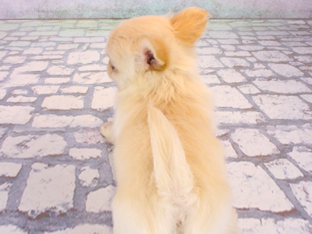 大阪府のチワワ(ロング) (Coo&RIKU城東古市店/2025年12月30日生まれ/女の子/クリーム)の子犬の4枚目の画像