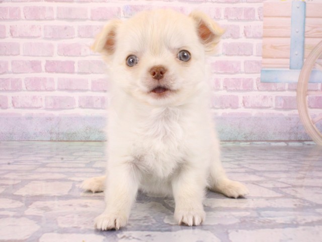 兵庫県のチワワ(ロング) (Coo&RIKU神戸垂水店/2025年12月30日生まれ/男の子/クリーム)の子犬