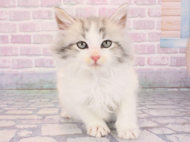 ノルウェージャン・フォレストキャット