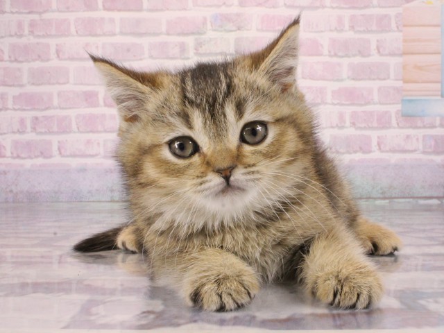 ワンちゃん・ネコちゃん(子犬・子猫)検索結果 | ペットショップCoo＆RIKU