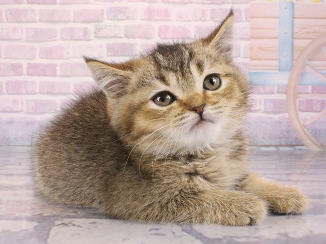 奈良県のブリティッシュショートヘアー (Coo&RIKU奈良新庄店/2026年1月1日生まれ/女の子/ブラウンティックドタビー)の子猫の2枚目の画像