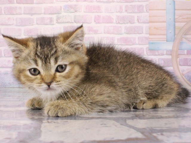 奈良県のブリティッシュショートヘアー (Coo&RIKU奈良新庄店/2026年1月1日生まれ/女の子/ブラウンティックドタビー)の子猫の3枚目の画像