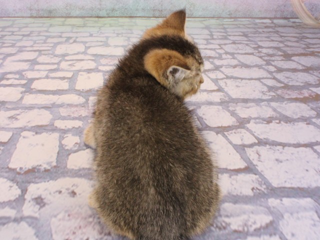 奈良県のブリティッシュショートヘアー (Coo&RIKU奈良新庄店/2026年1月1日生まれ/女の子/ブラウンティックドタビー)の子猫の4枚目の画像