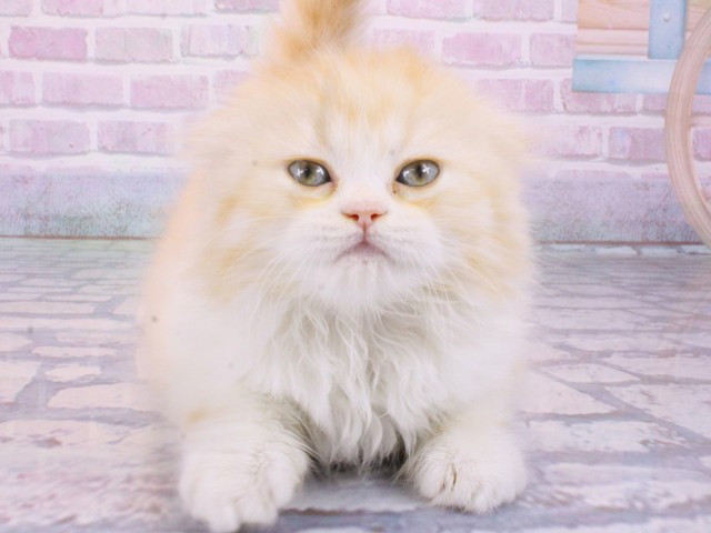 滋賀県のスコティッシュフォールド (Coo&RIKU長浜店/2025年12月31日生まれ/女の子/カメオタビー)の子猫