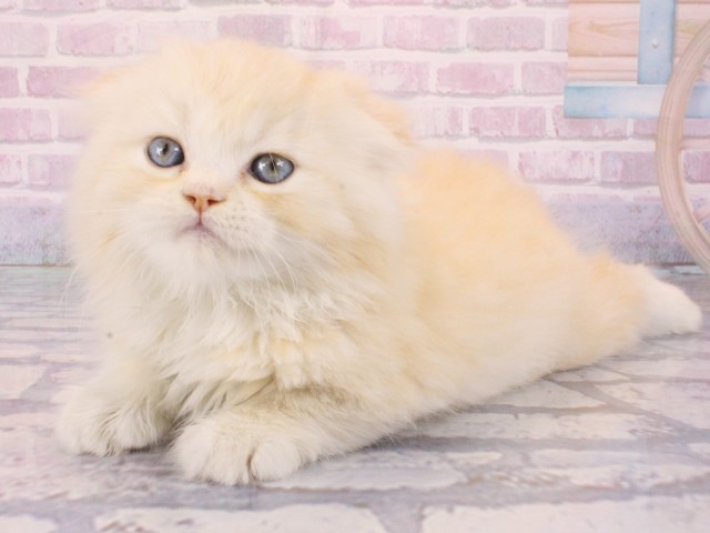 滋賀県のスコティッシュフォールド (Coo&RIKUアヤハディオ水口店/2025年12月31日生まれ/男の子/カメオタビー)の子猫の3枚目の画像