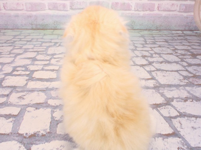 滋賀県のスコティッシュフォールド (Coo&RIKUアヤハディオ水口店/2025年12月31日生まれ/男の子/カメオタビー)の子猫の4枚目の画像