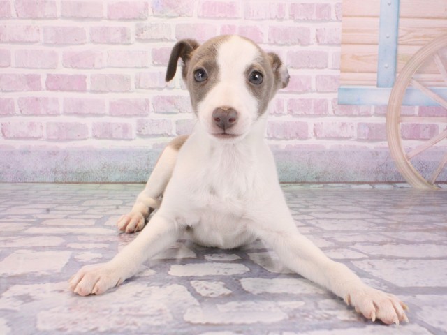 大阪府のイタリアングレーハウンド (Coo&RIKU和泉店/2025年12月31日生まれ/男の子/ブルーホワイトマーキングス)の子犬の1枚目の画像