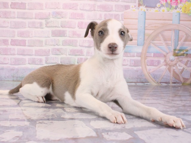 大阪府のイタリアングレーハウンド (Coo&RIKU和泉店/2025年12月31日生まれ/男の子/ブルーホワイトマーキングス)の子犬の2枚目の画像