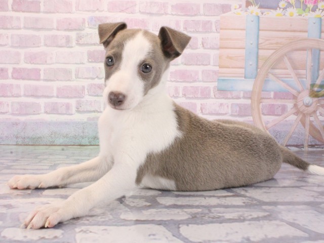 大阪府のイタリアングレーハウンド (Coo&RIKU和泉店/2025年12月31日生まれ/男の子/ブルーホワイトマーキングス)の子犬の3枚目の画像