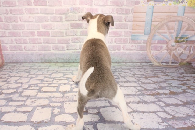 大阪府のイタリアングレーハウンド (Coo&RIKU和泉店/2025年12月31日生まれ/男の子/ブルーホワイトマーキングス)の子犬の4枚目の画像