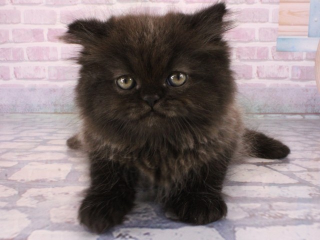 エキゾチック・ロングヘアー