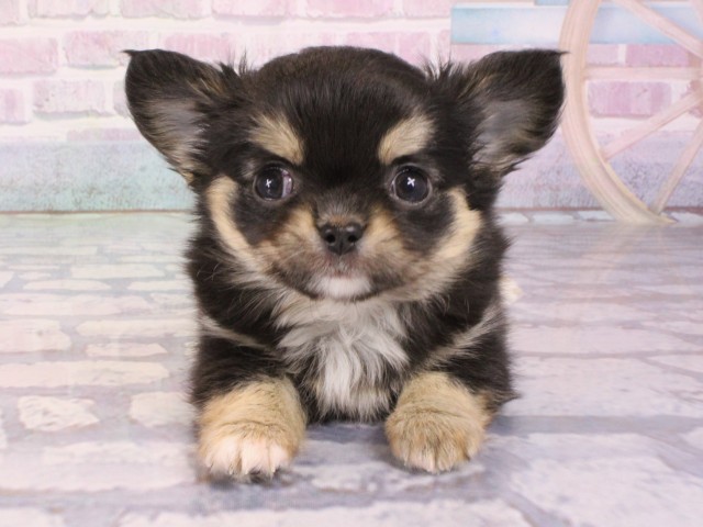 京都府のチワワ(ロング) (Coo&RIKU舞鶴店/2026年1月1日生まれ/男の子/ブラックタン)の子犬の1枚目の画像