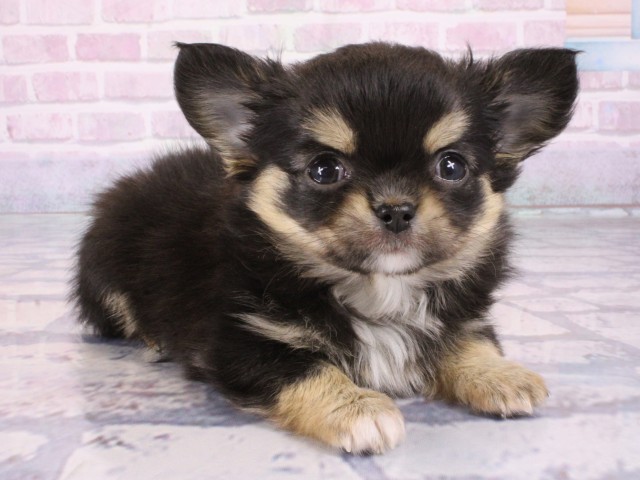 京都府のチワワ(ロング) (Coo&RIKU舞鶴店/2026年1月1日生まれ/男の子/ブラックタン)の子犬の2枚目の画像