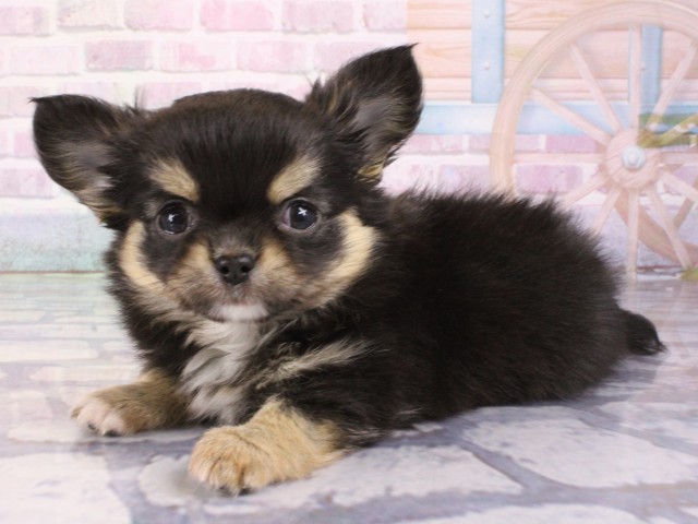 京都府のチワワ(ロング) (Coo&RIKU舞鶴店/2026年1月1日生まれ/男の子/ブラックタン)の子犬の3枚目の画像