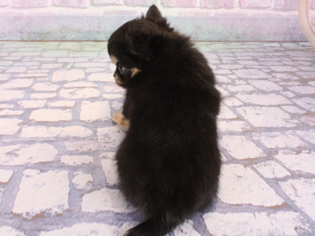 京都府のチワワ(ロング) (Coo&RIKU舞鶴店/2026年1月1日生まれ/男の子/ブラックタン)の子犬の4枚目の画像