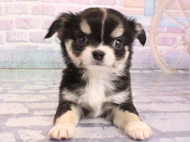 チワワ（ロングコート）