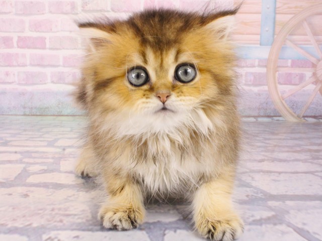 大阪府のマンチカン (Coo&RIKU心斎橋店/2025年12月31日生まれ/女の子/シェーデットゴールデン)の子猫の1枚目の画像